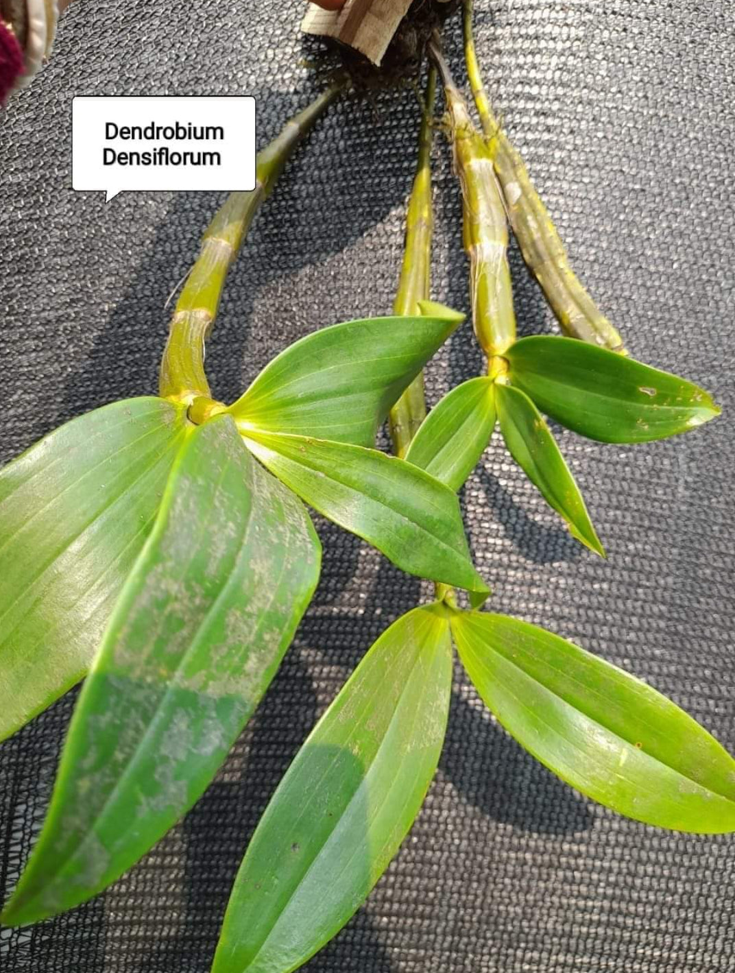 Dendrobium Densiflorum