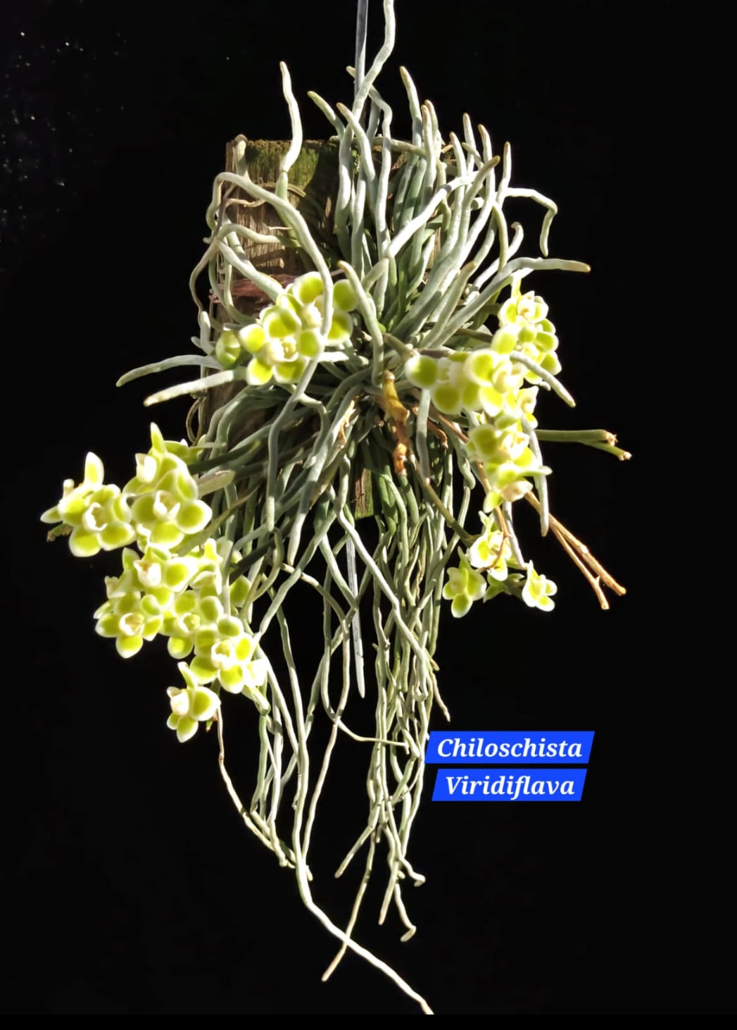 Chiloschista Viridiflora