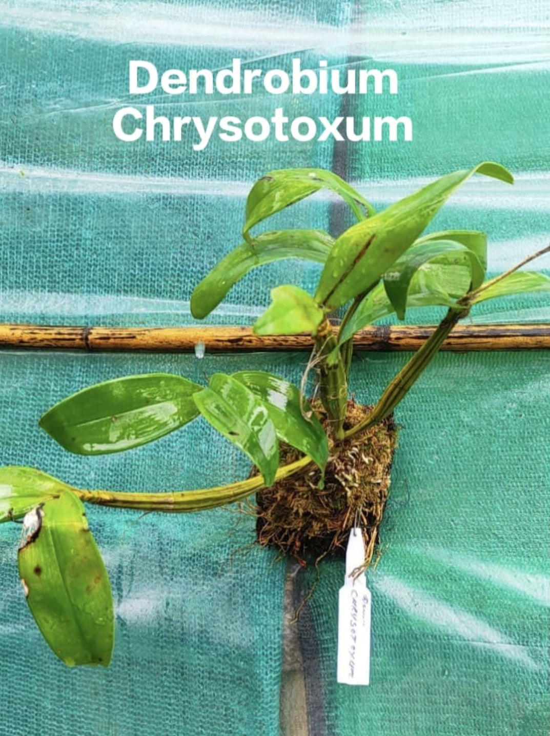 Dendrobium Chrysotoxum (Thailand Imported)