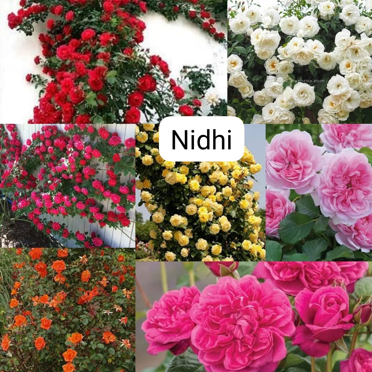 Climbing rose plant