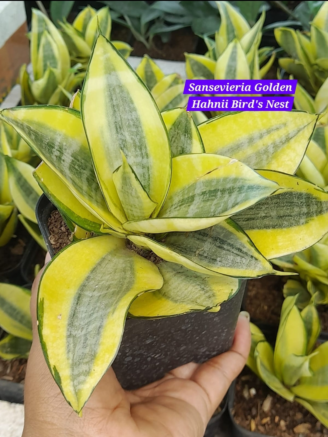 golden hahnii birdsnest snake plant Sansevieria Golden Hahnii Bird's Nest – ASHIYANA STORE