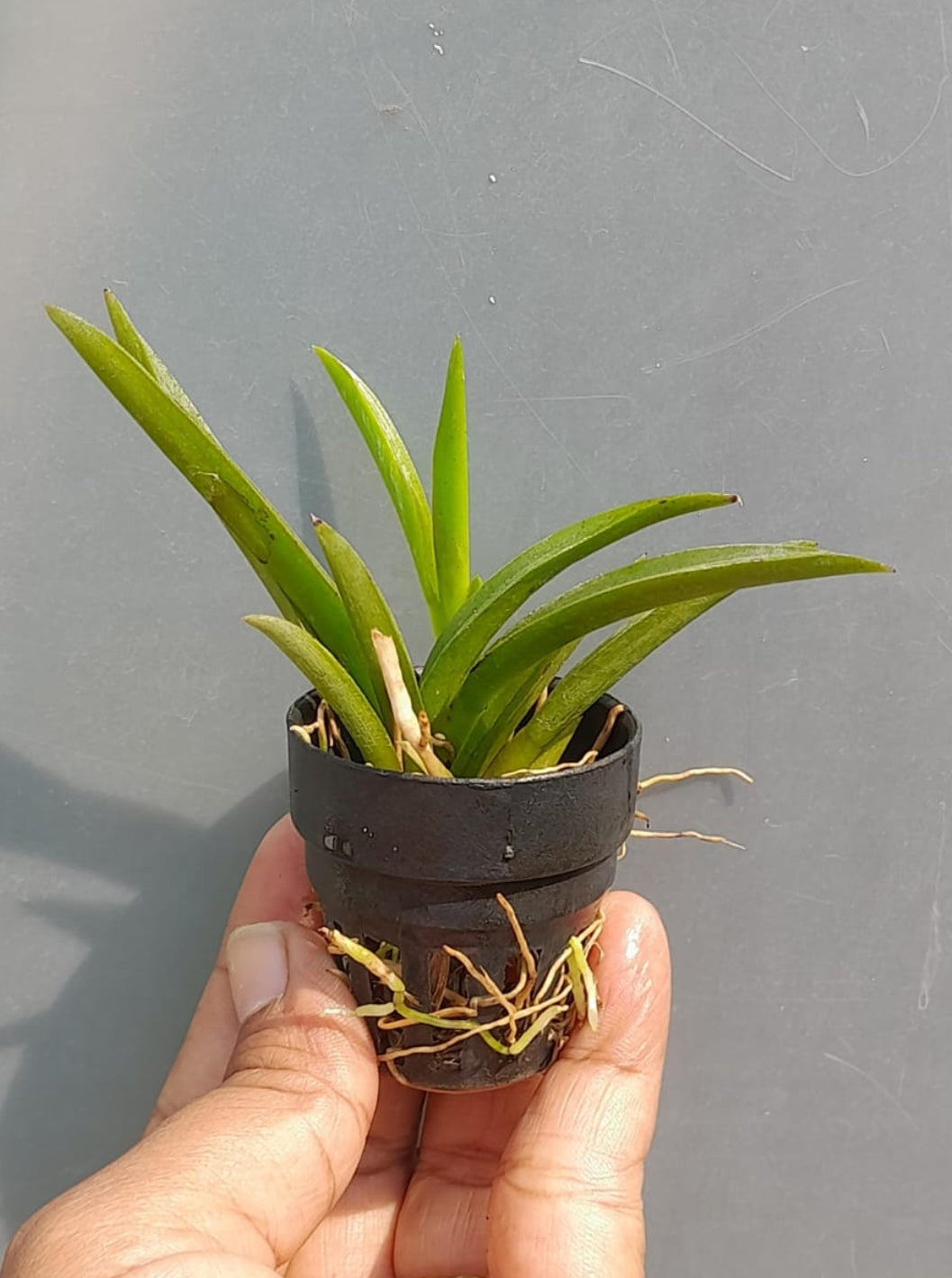 Tolumnia orchid 1