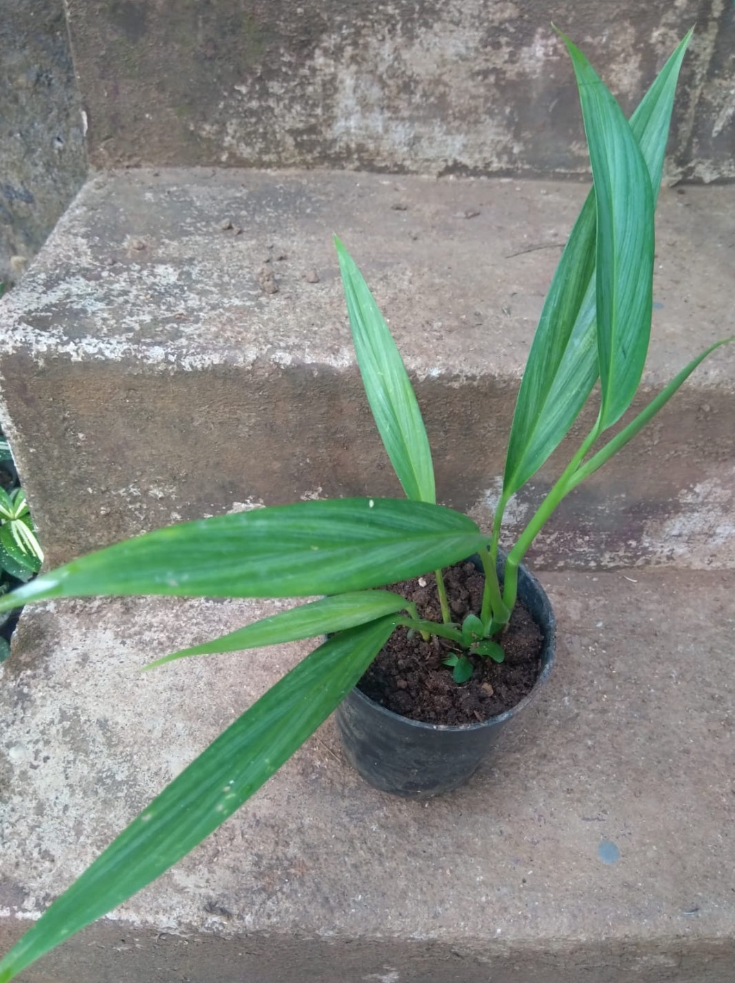 Epipremnum Amplissimum Silver (Semishade)