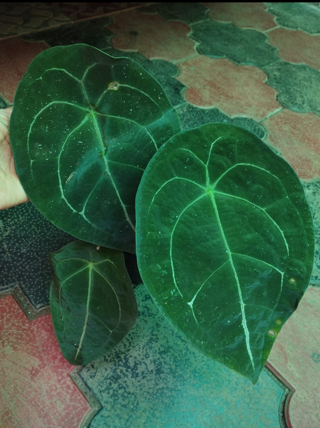 Anthurium Forgetii Dark Form (Pure)