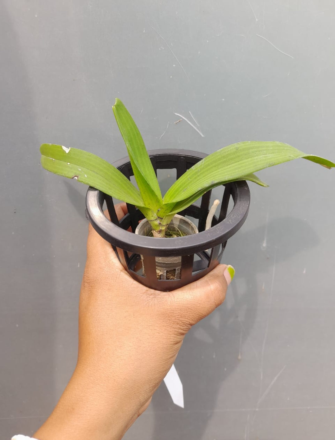 Rhynchostylis White 2 Fragrance Orchid