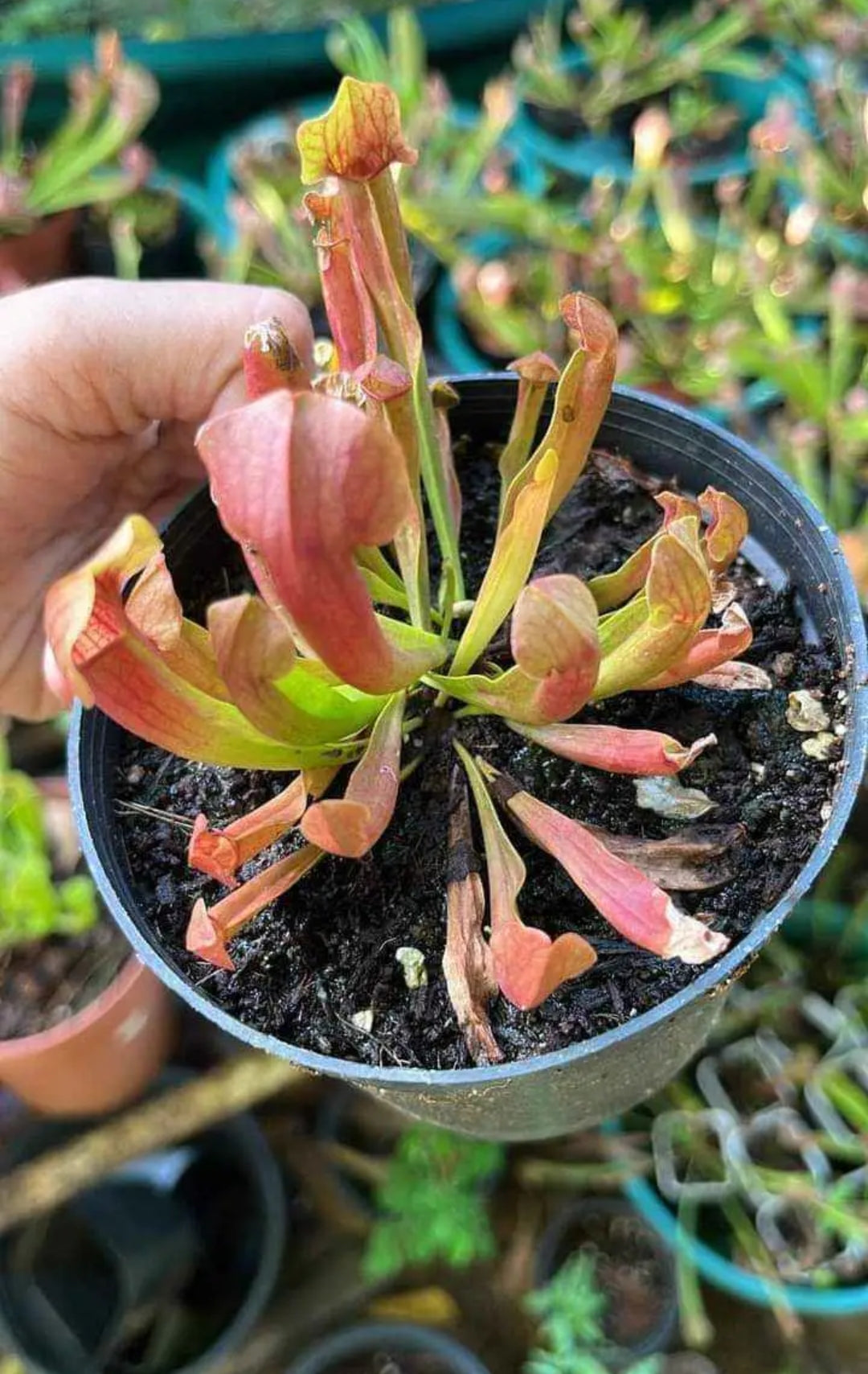 Sarracenia carnivorous