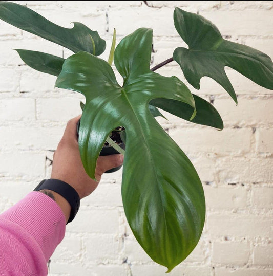 Philodendron Florida Gost plant
