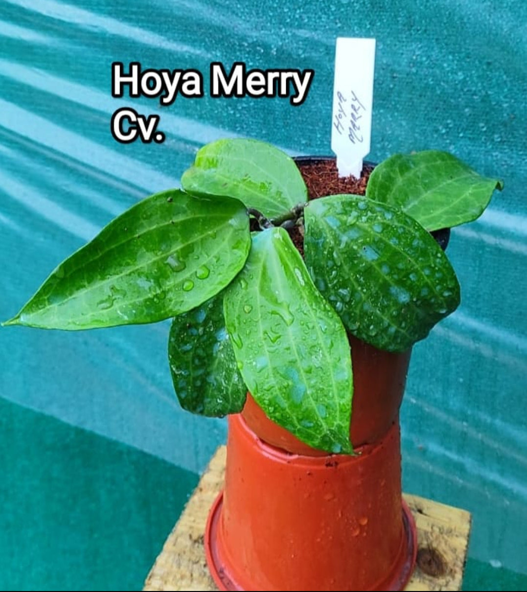 Hoya Merry Cv.