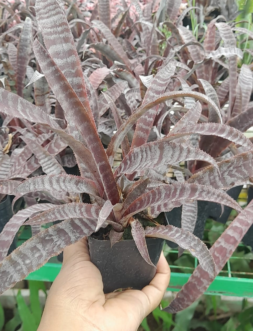 Cryptanthus Varieties (Pack of 7)