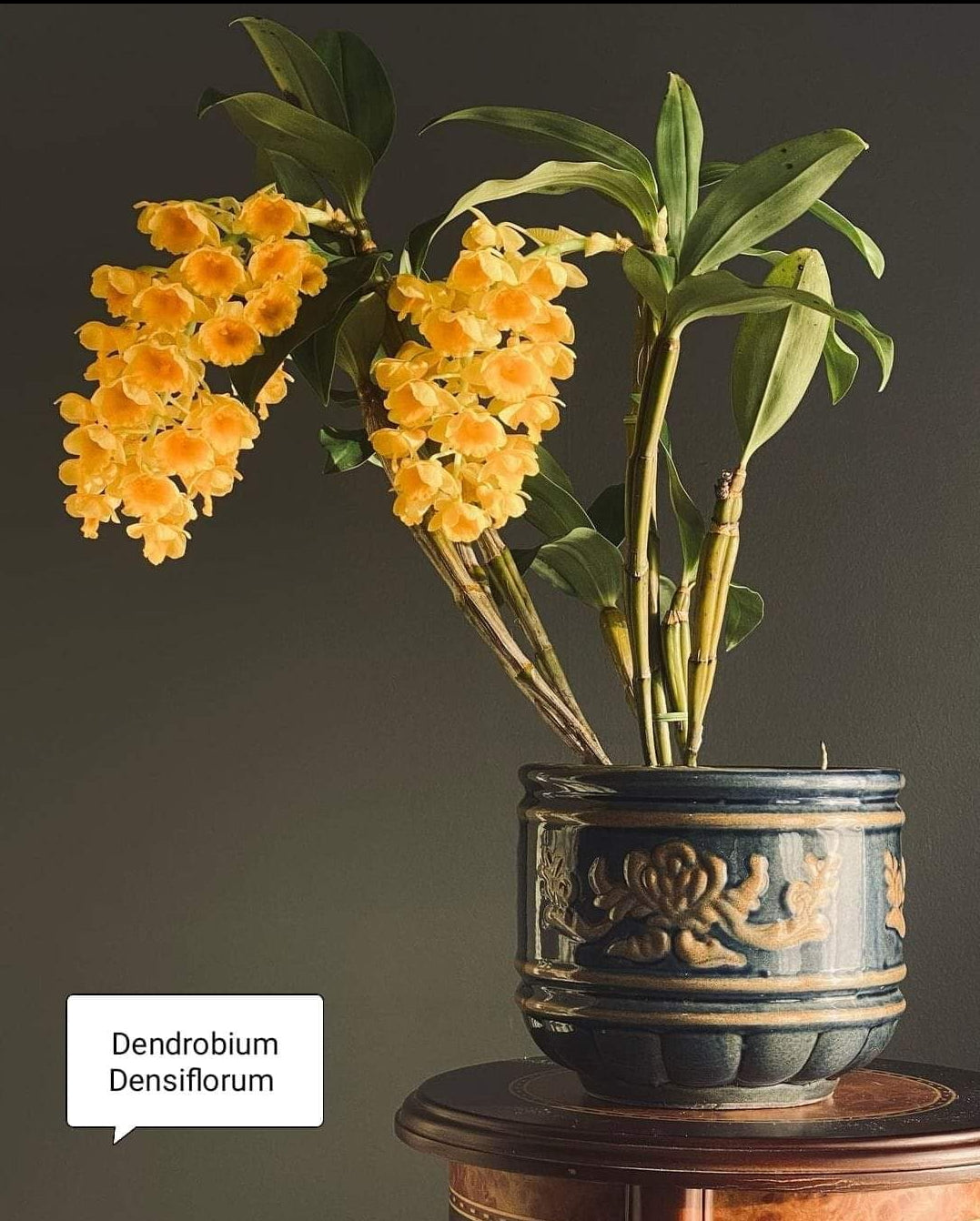 Dendrobium Densiflorum