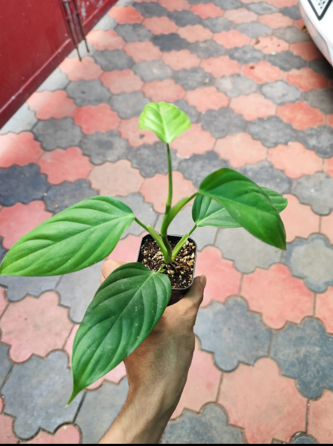 Philodendron Angel plant (Semishade)