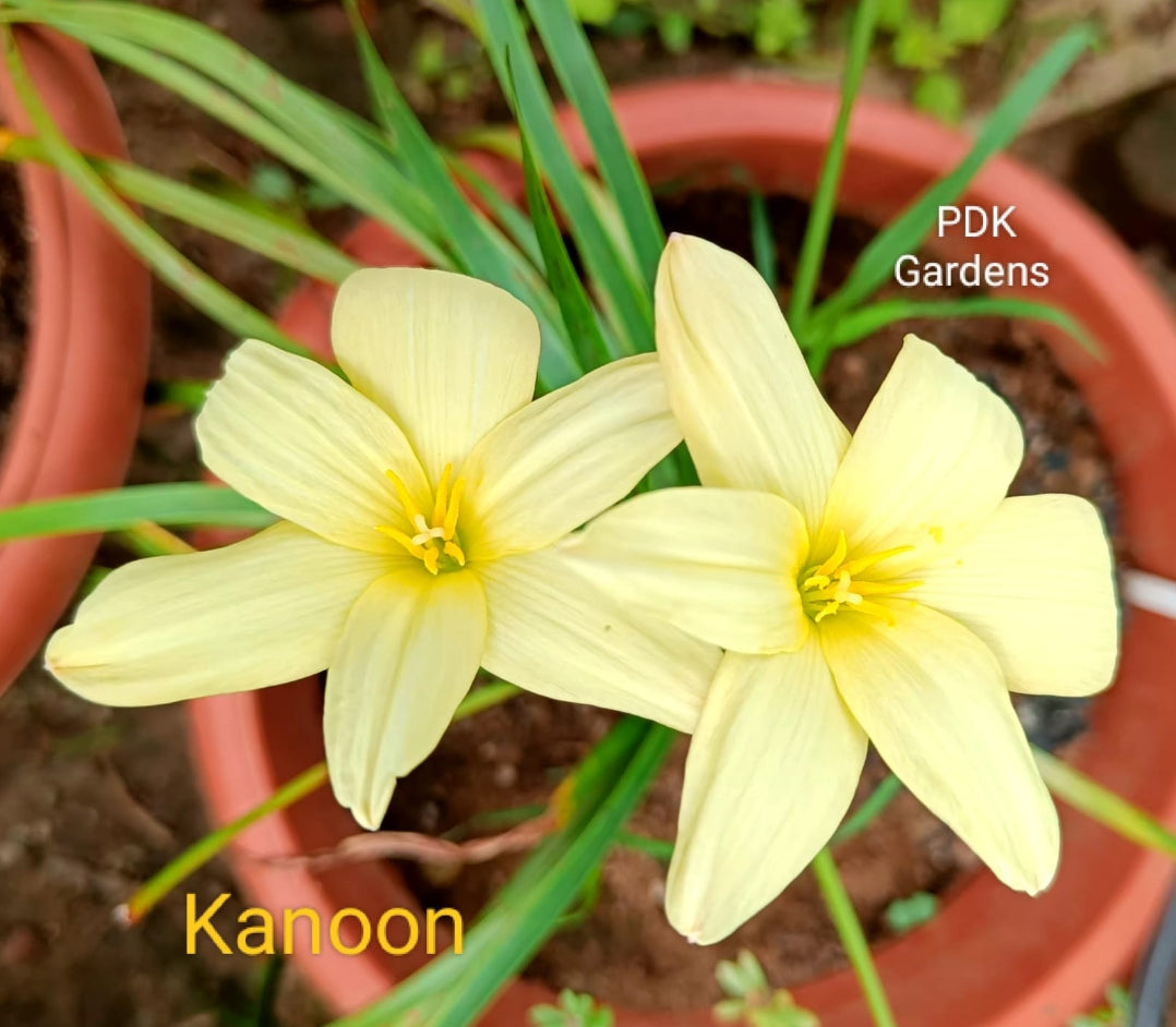 Kanoon rain Lily bulb