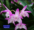 Dendrobium Kingianum