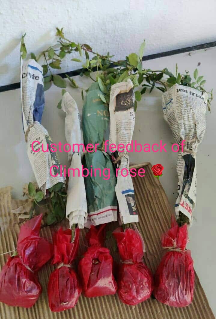 Climbing rose plant