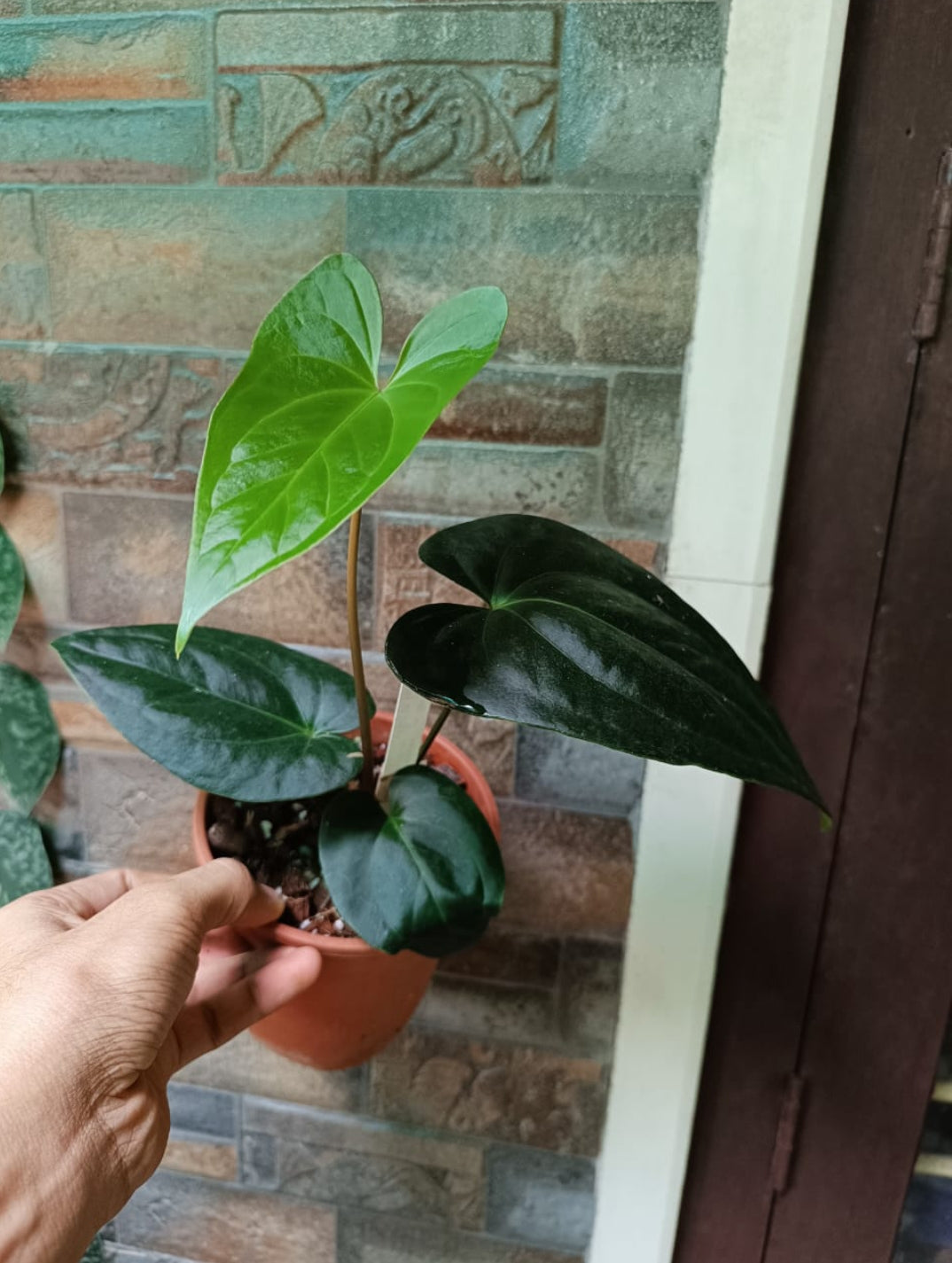 anthurium gigas Anthurium Gigi Dreams Plant – ASHIYANA STORE