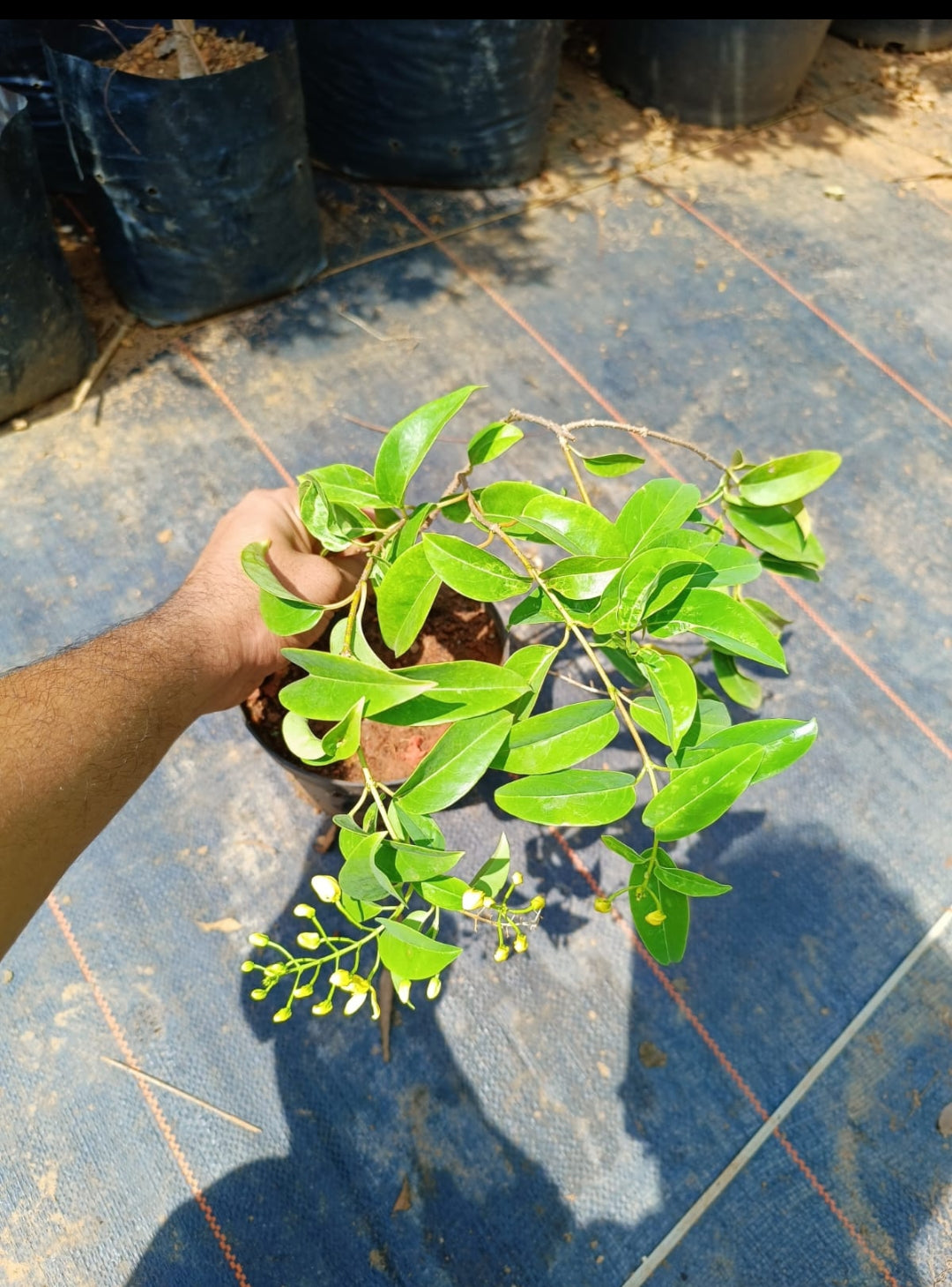 Bridal bouquet Yellow Plant