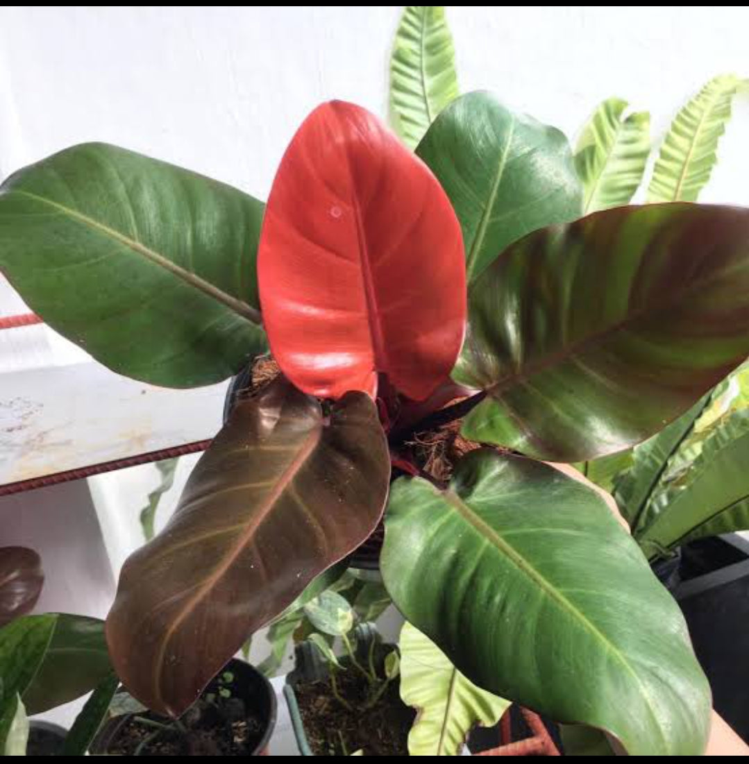 cherry red philodendron price Philodendron Red Cherry plant – ASHIYANA STORE