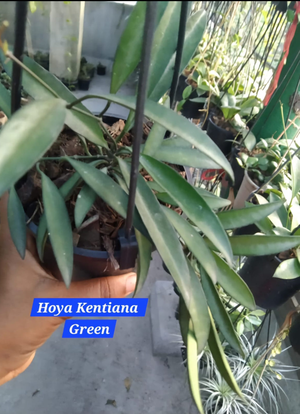 Hoya Kentiana Green