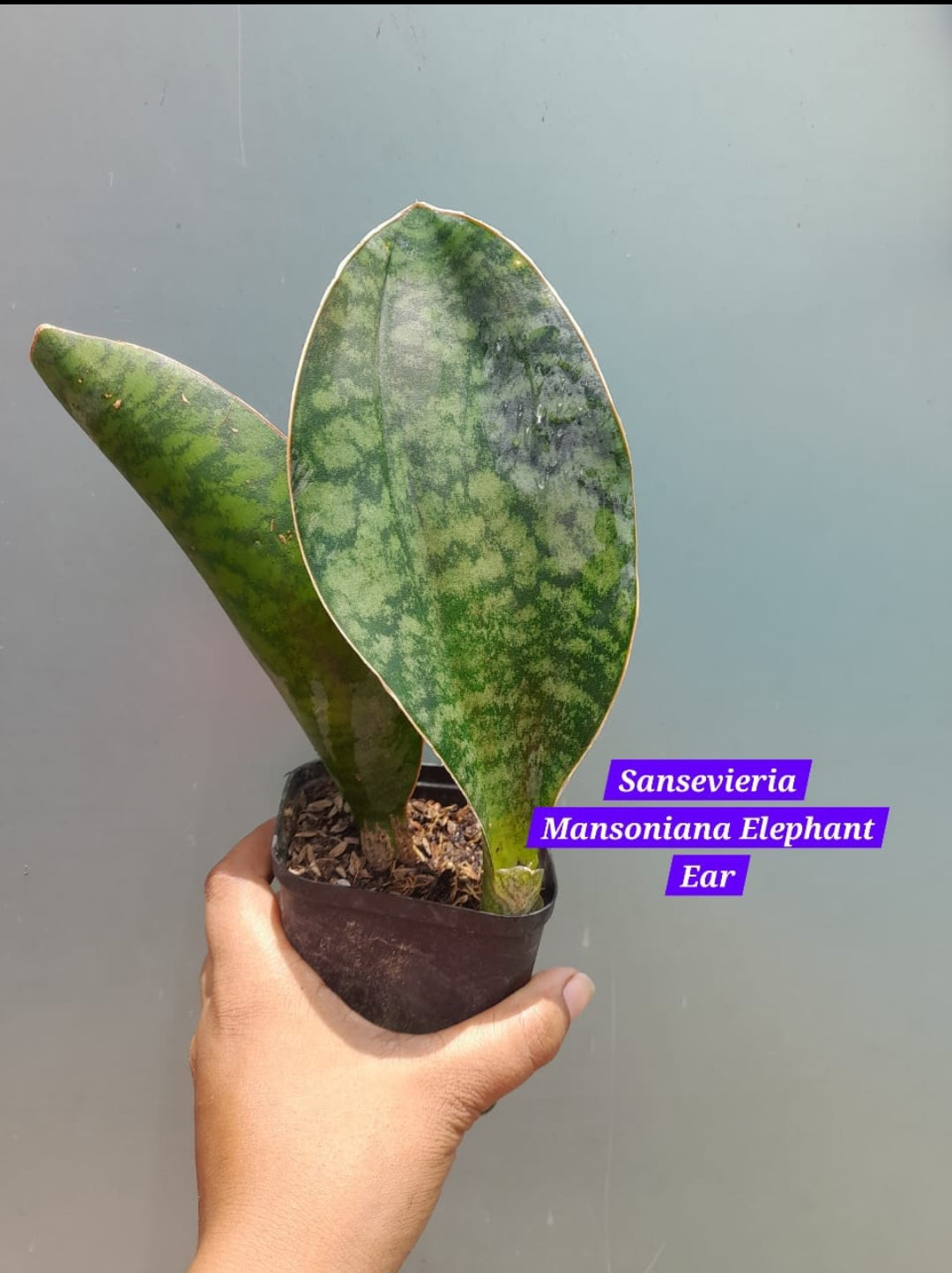 elephant ear snake plant Sensevieria Mansoniana Elephant Ear – ASHIYANA STORE