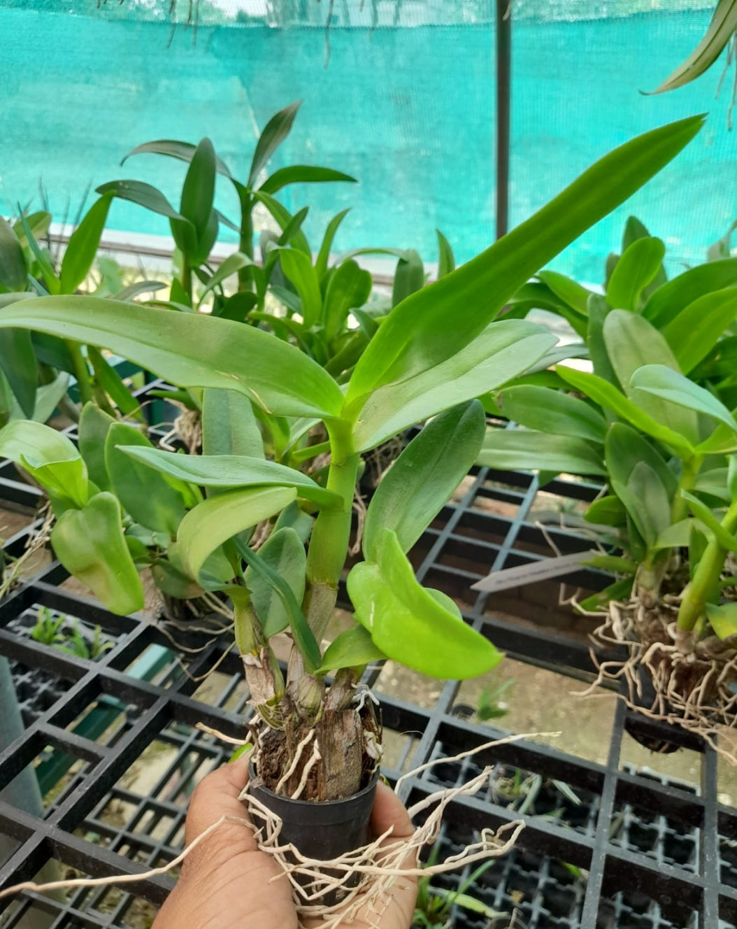 Dendrobium 3 Boonchai Gold Orchid