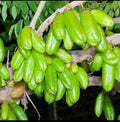 Bilimbi fruit plant