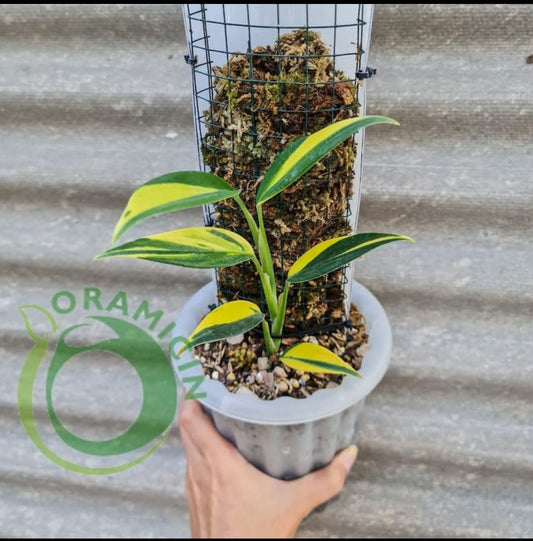 Scindapsus Coriaceus Veriegated plant (Semishade)