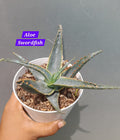 Aloe Swordfish