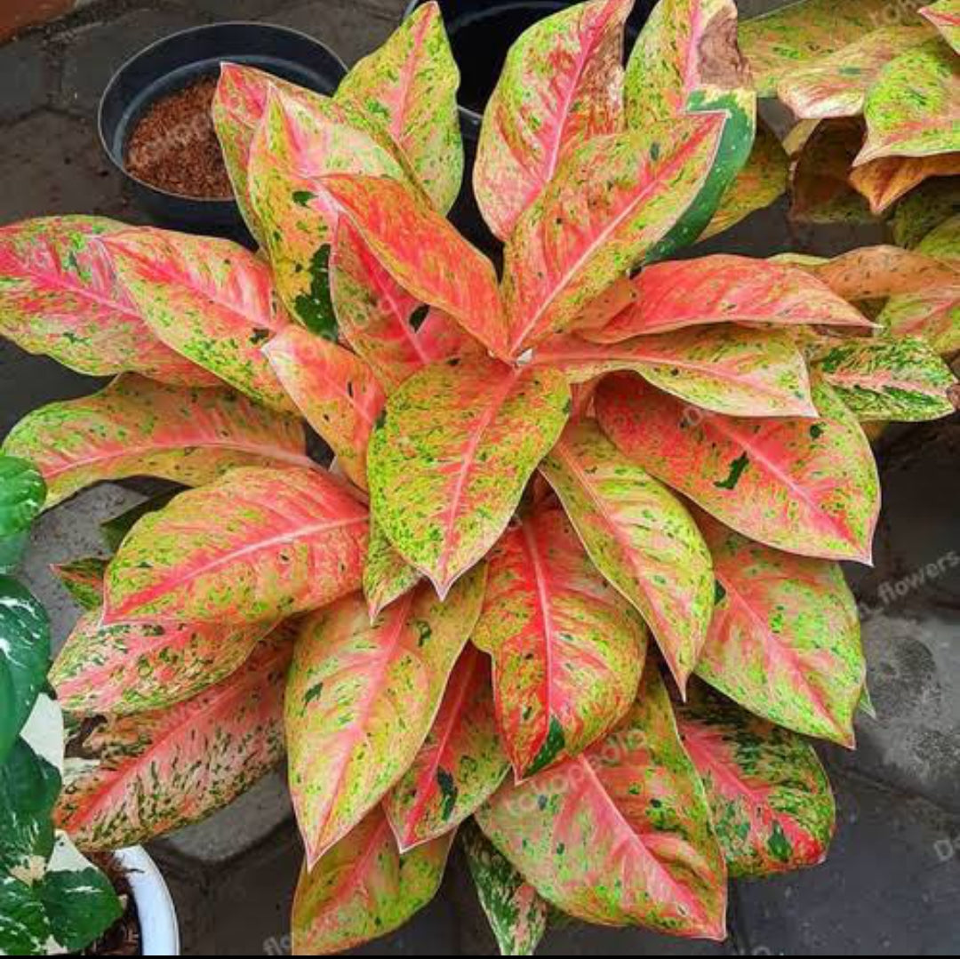 aglaonema big roy Aglonima Big Roy – ASHIYANA STORE