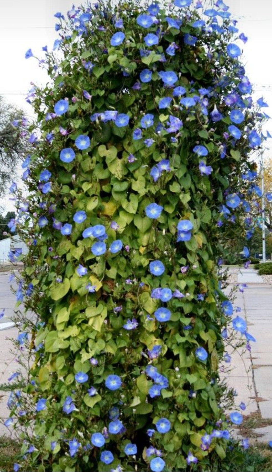 Ashiyana Rang-E-Ujaala Vine with miniature sky-blue trumpet-shaped morning flowers and compact green leaves β a soft and calming flowering creeper for balconies and pots