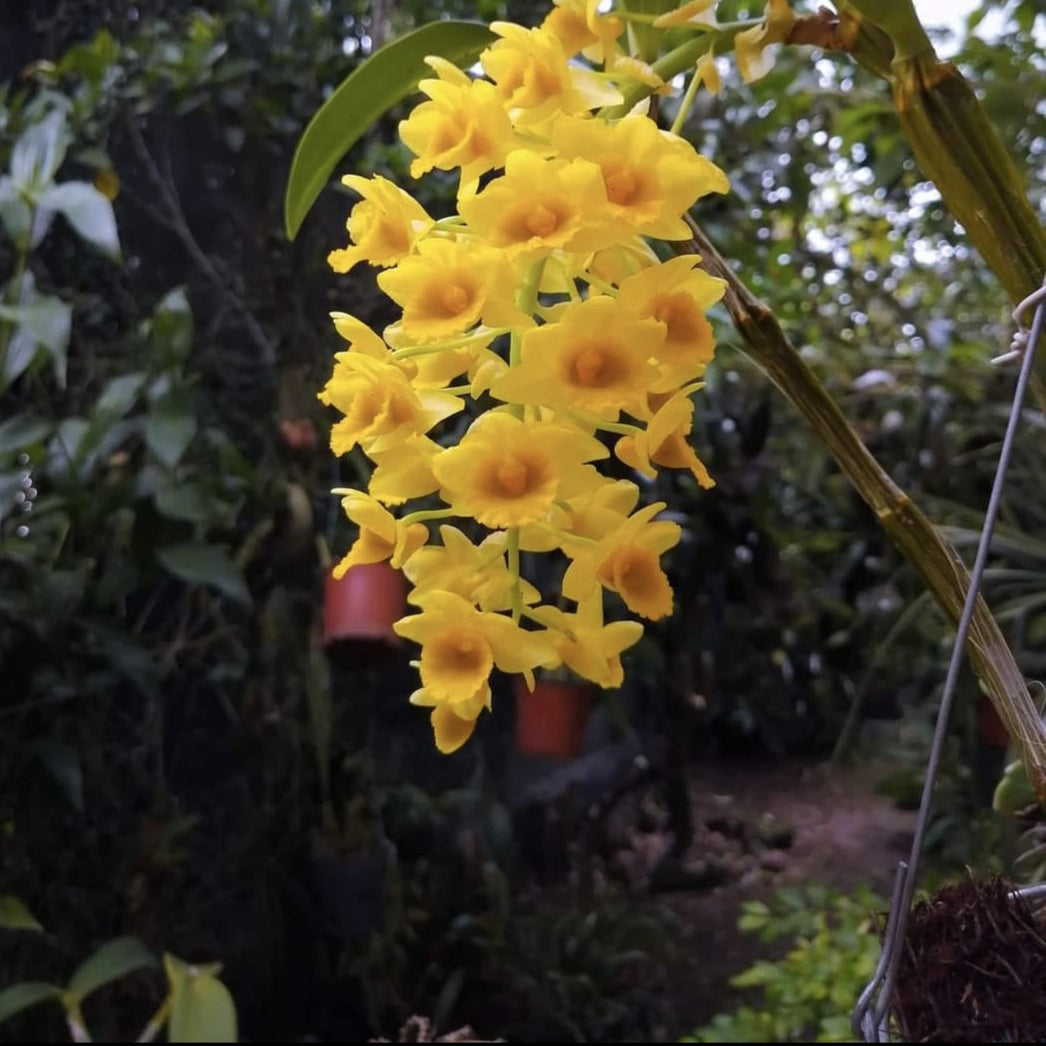 Dendrobium densiflorum (Pineapple Orchid)