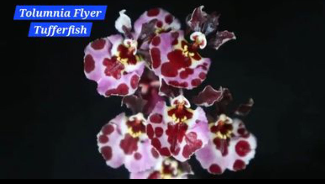 Tolumnia orchid 1