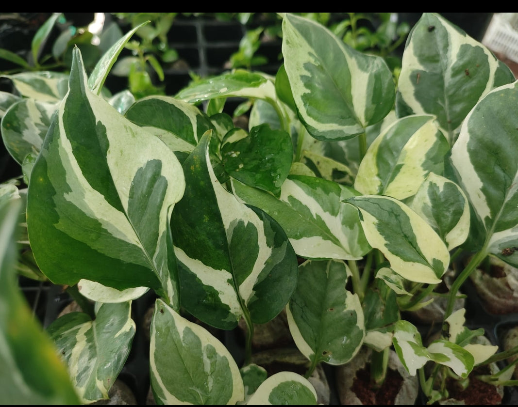 Money Plant (Golden Pothos) – Indoor Air Purifying Creeper | Lucky Plant for Home & Office