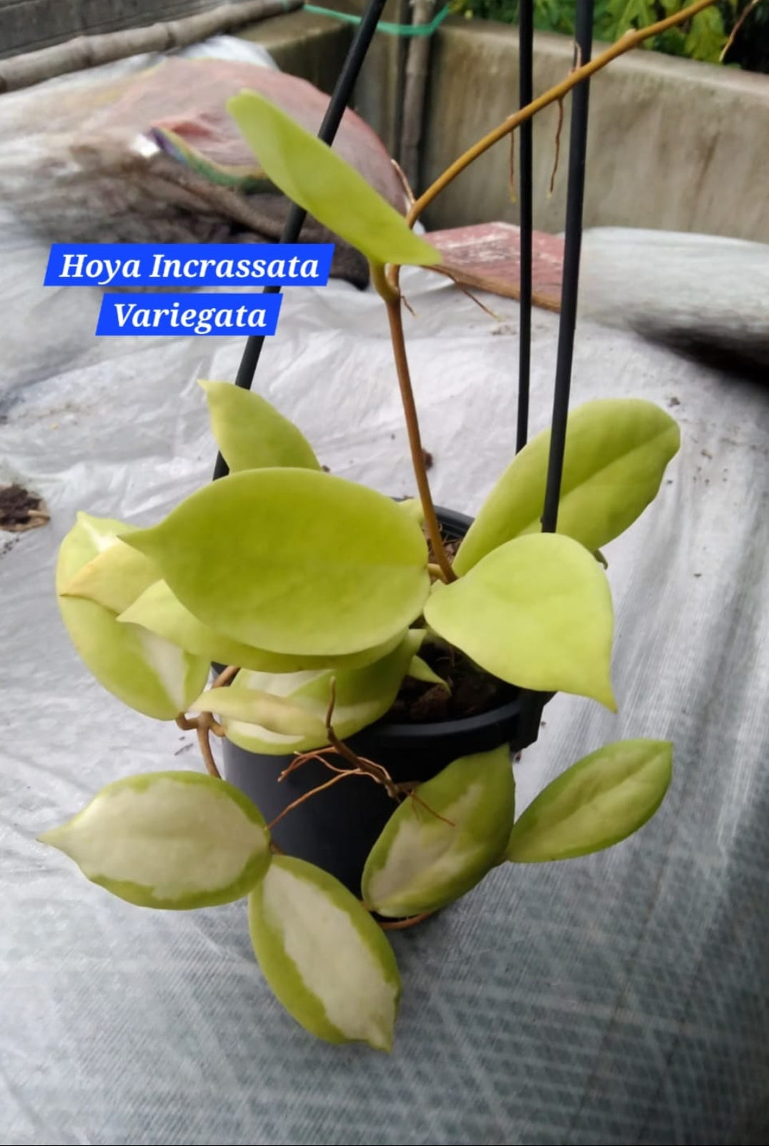 Hoya Incrassata Variegata