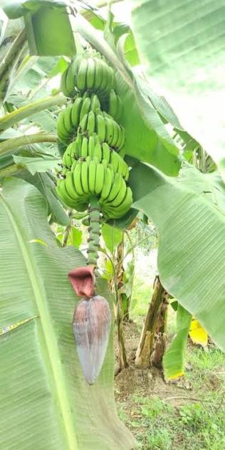 Karpurvalli banana fruit plant|traditional banana varieties