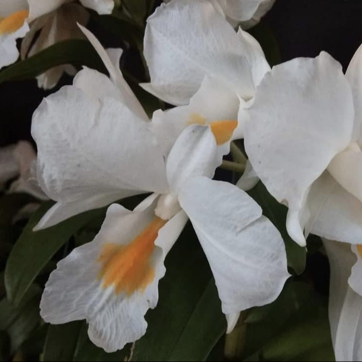 Dendrobium Formosum