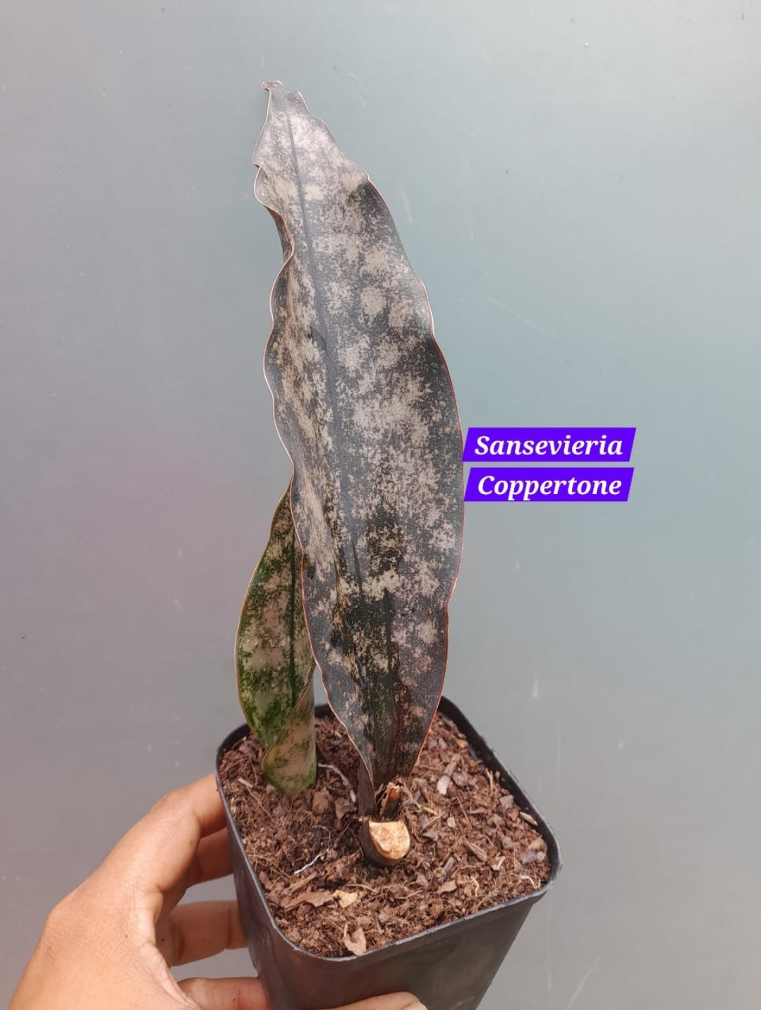 sansevieria coppertone for sale Sansevieria Coppertone – ASHIYANA STORE