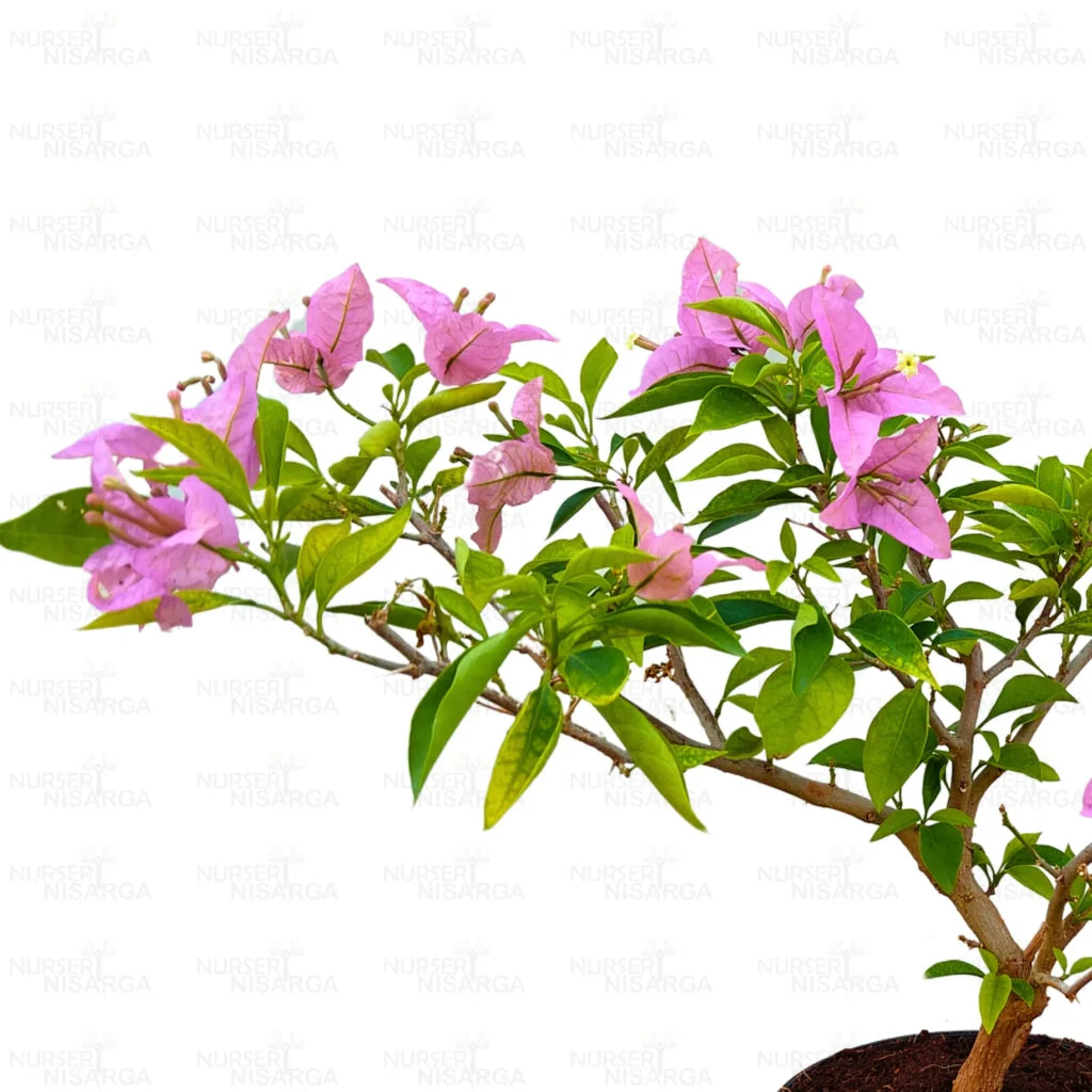 Bougainvillea “Lavender” – Plant