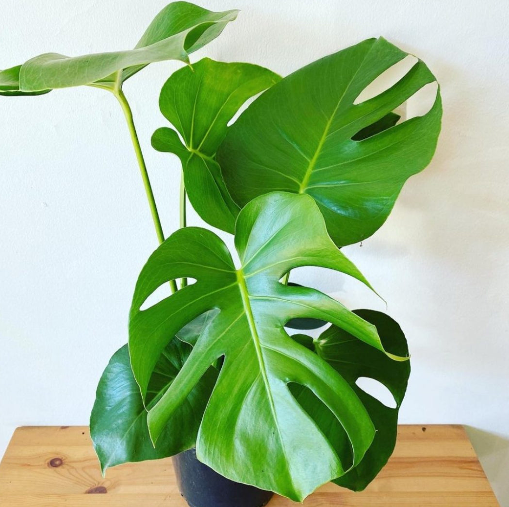 Monstera deliciosa