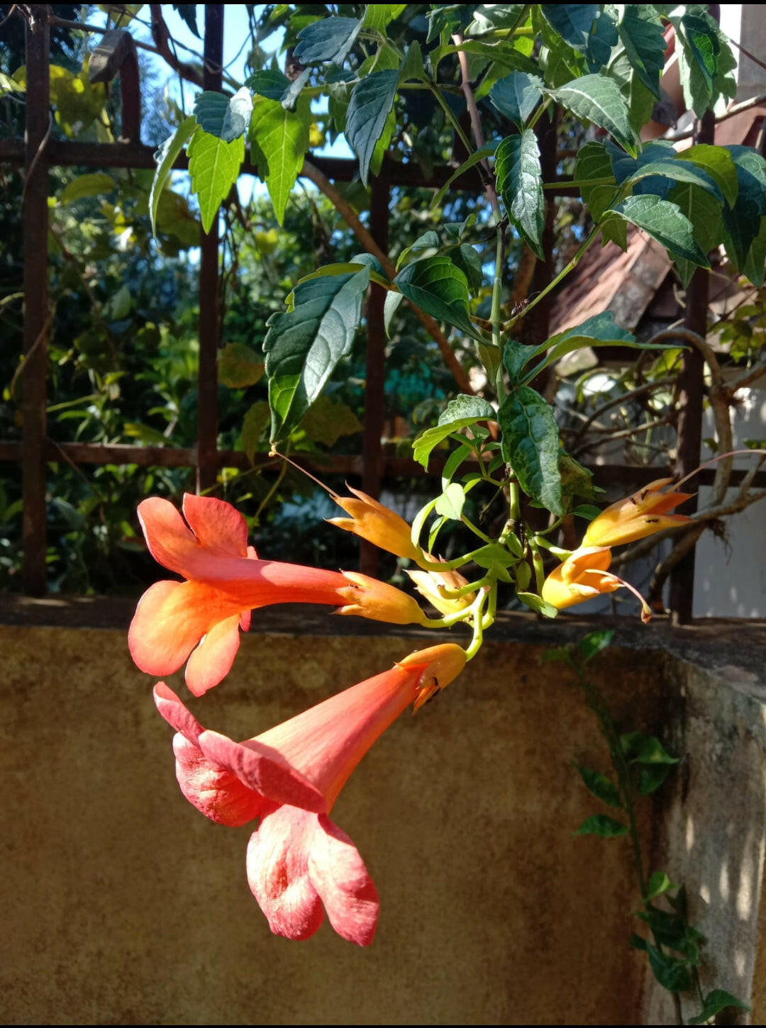 Ashiyana Rang-E-Tejotsav Vine – vibrant trumpet-shaped orange-yellow flowers with lush green foliage – a sun-loving fast-growing creeper for walls and gates.