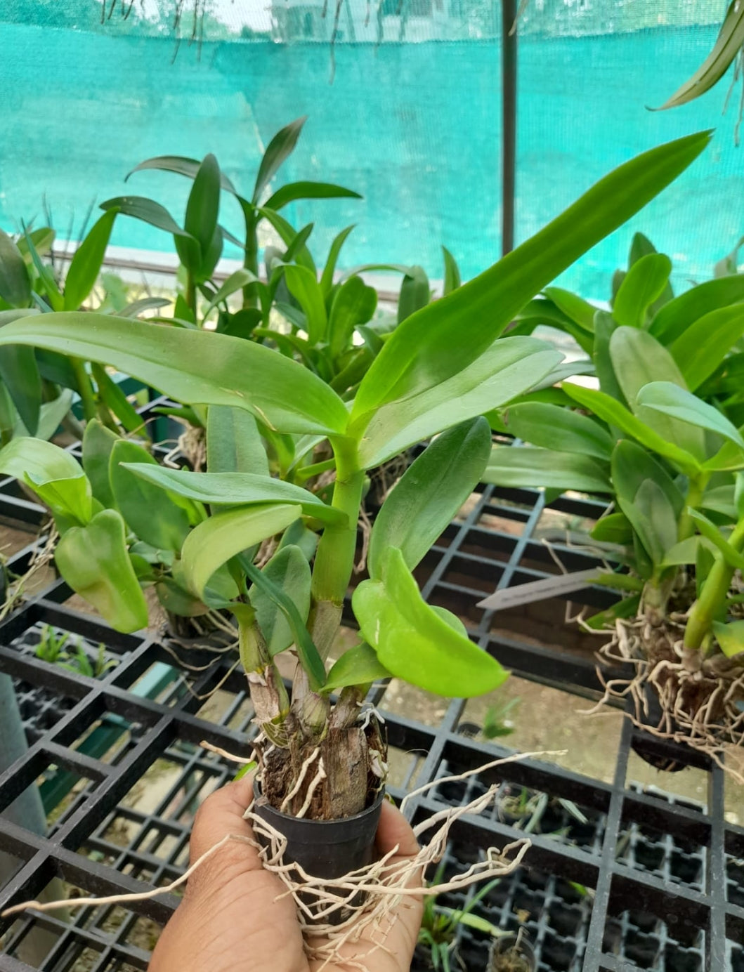 Dendrobium 8 Junior LD