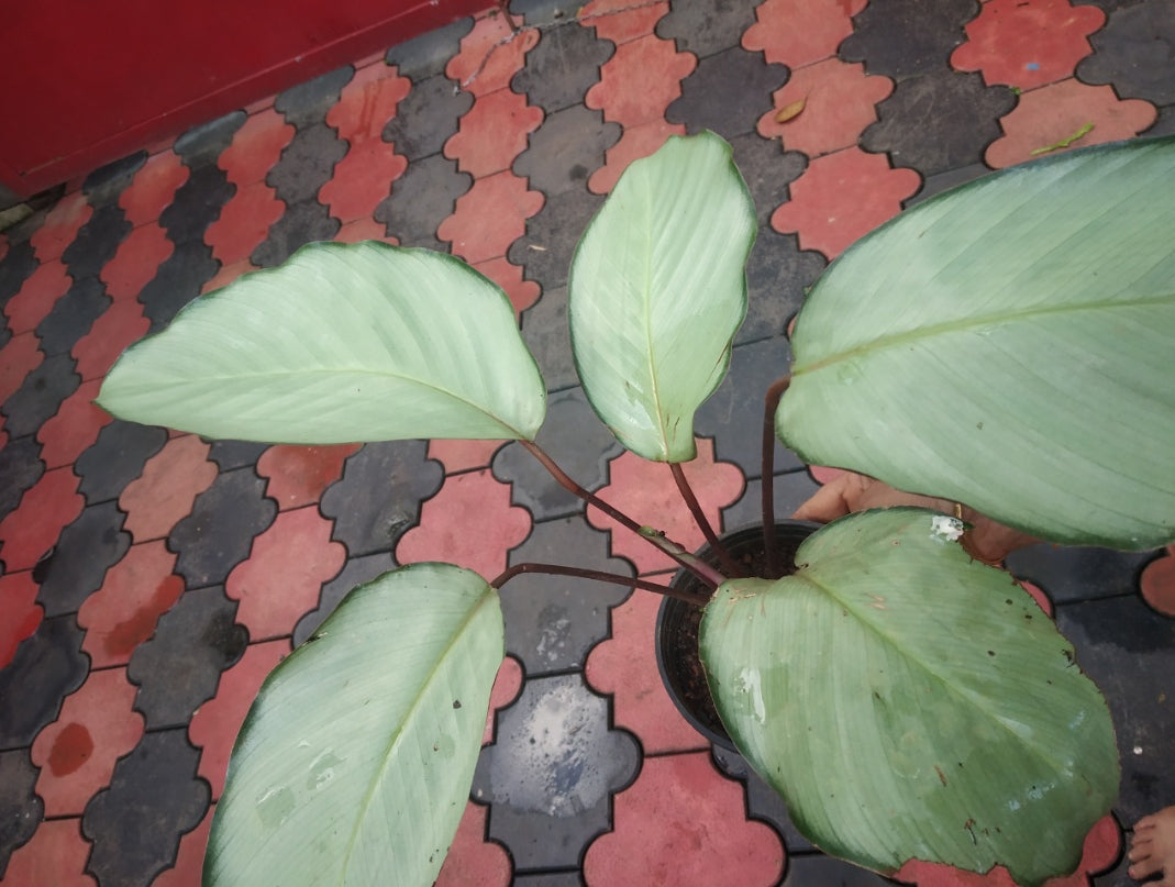 Calathea Silver Plant