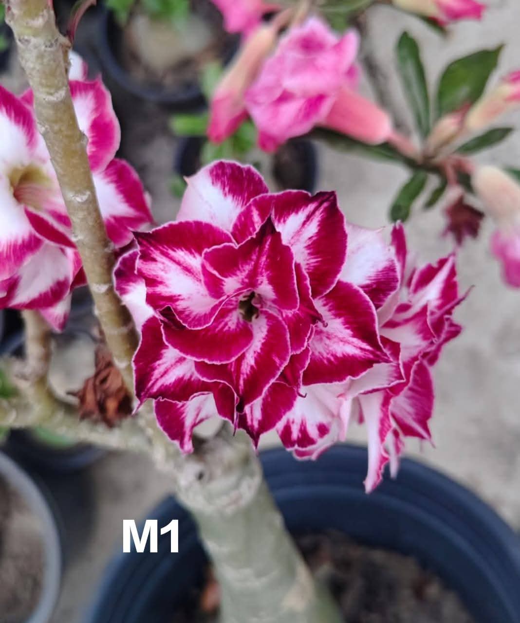 Adenium plant (desert rose) white dark pink stripe colour flower