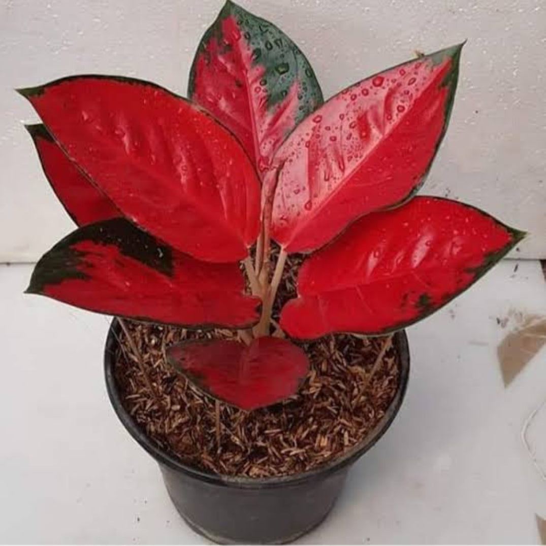 aglaonema jaipong red Aglaonema Jaipong Red (Not tissue Indoor plants) – ASHIYANA STORE