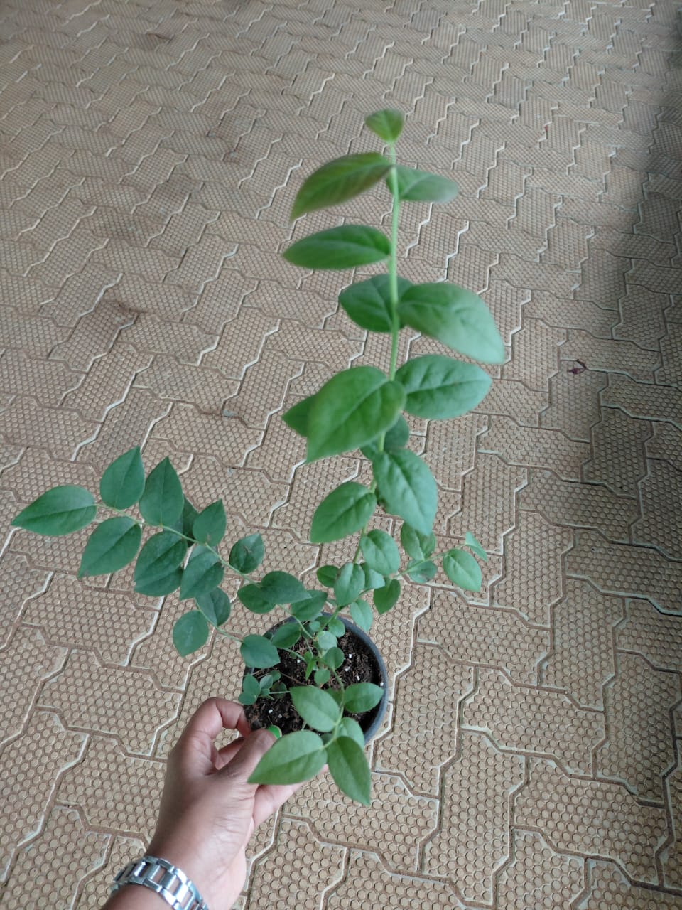 Blue berry fruit plant