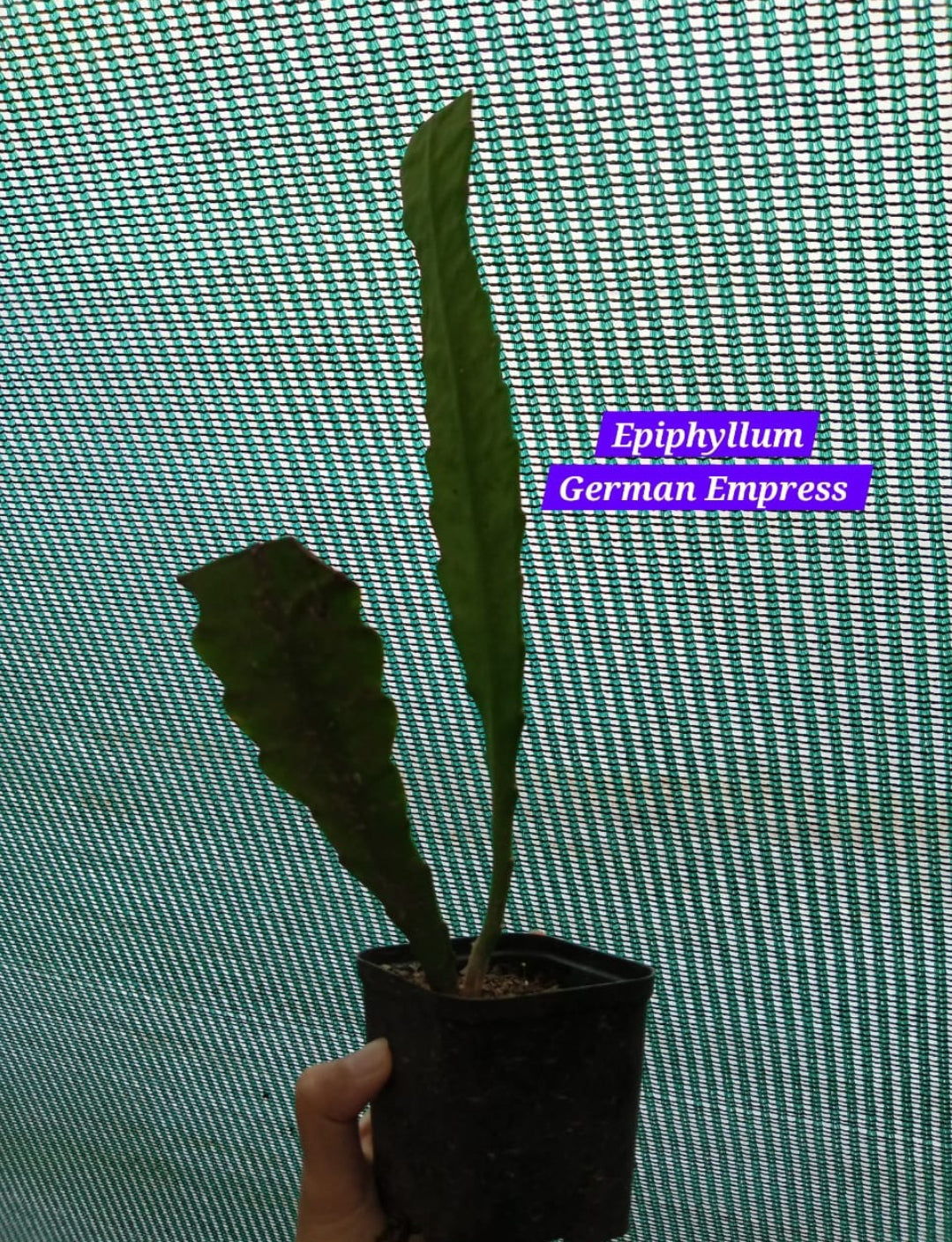 Bramha Kamal (Epiphyllum German Empress)