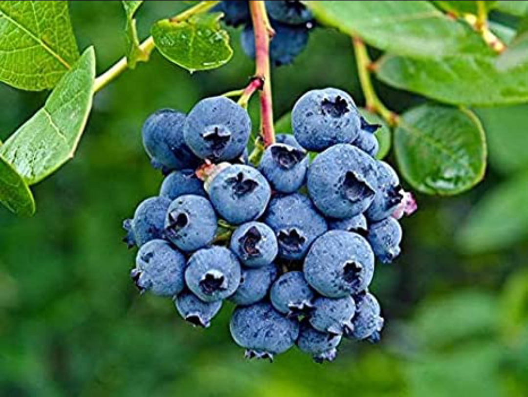 Blue berry fruit plant
