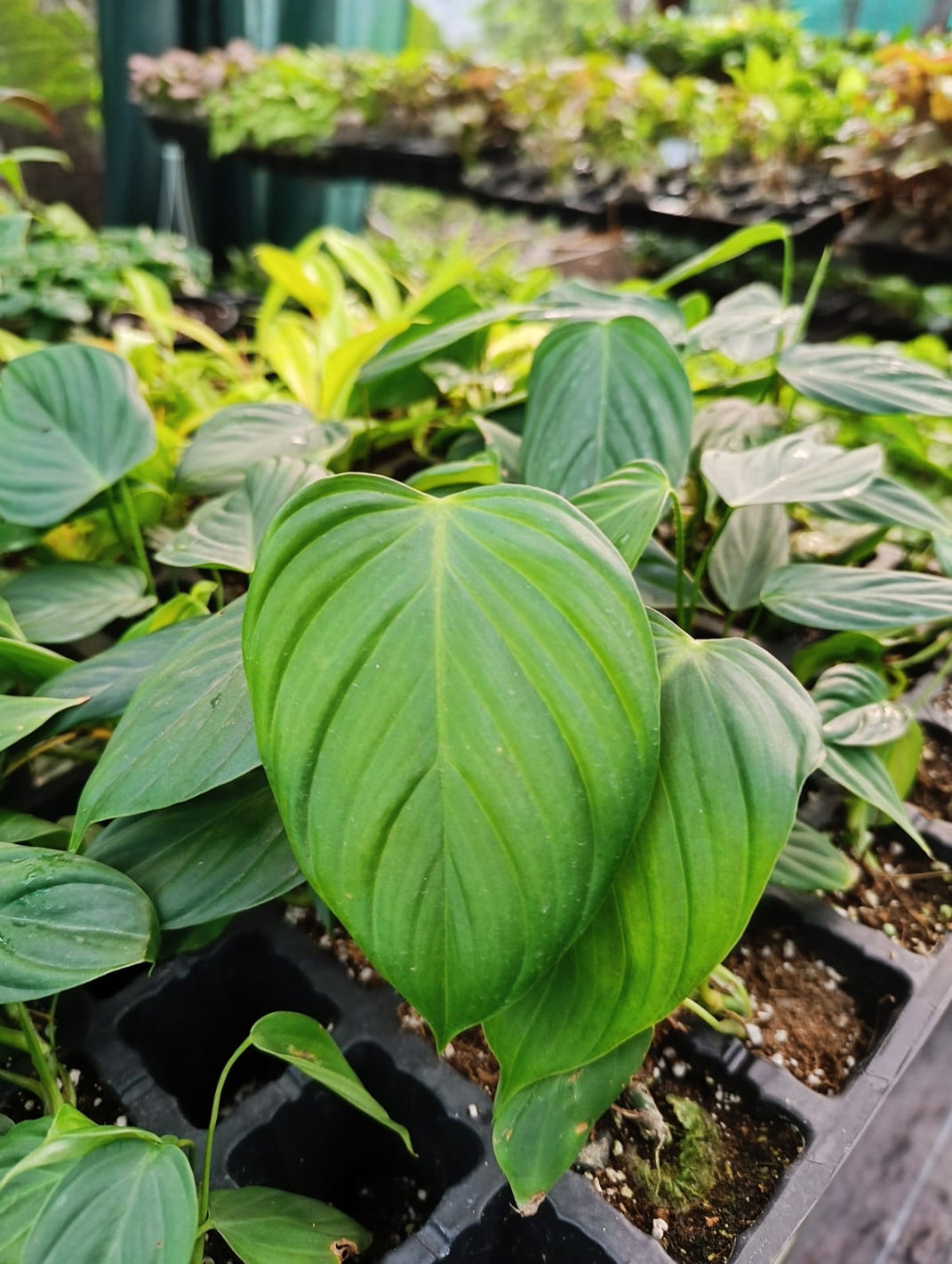 Levering Sjaelden Plante Philodendron Nangaritense main image 0