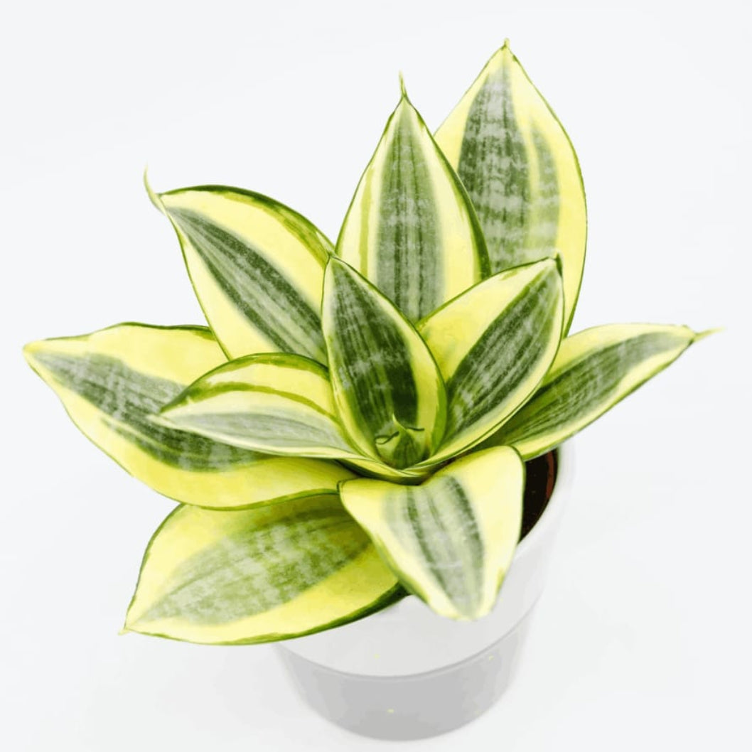 gold dust snake plant Sansevieria Gold Dust – ASHIYANA STORE