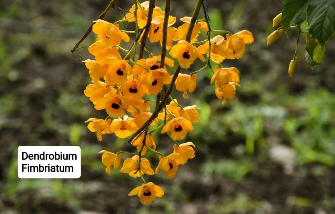 Dendrobium Fimbriatum