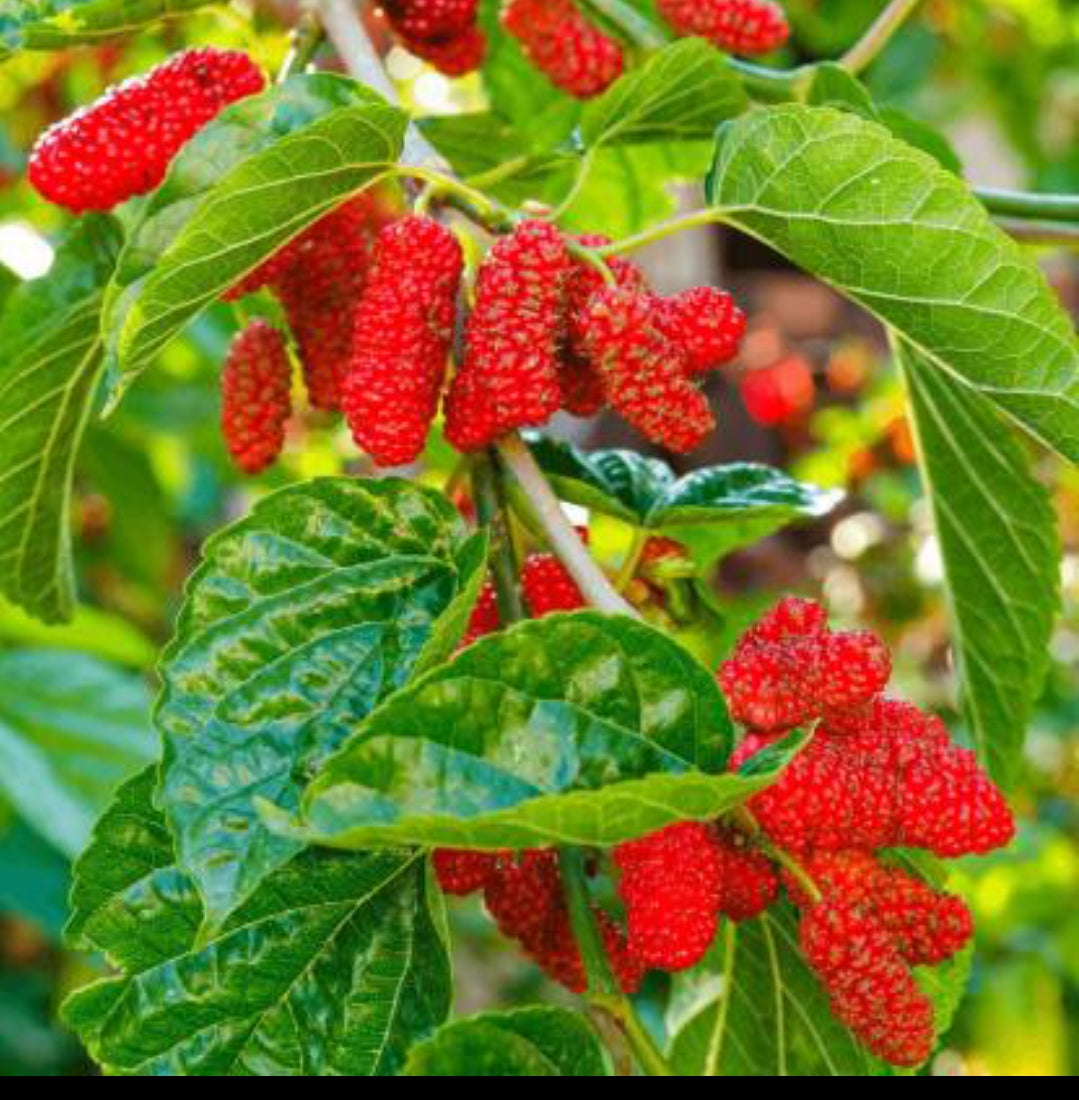 Mulberry fruit plant